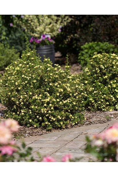 Перстач кущовий Лемон Мерінг в ландшафті